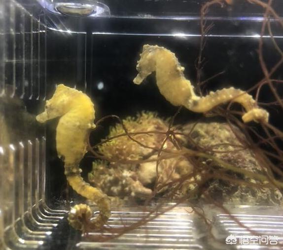 常见宠物鱼的种类图片:家里养什么鱼作为观赏最好？ 常见刺身鱼的种类图片和名字