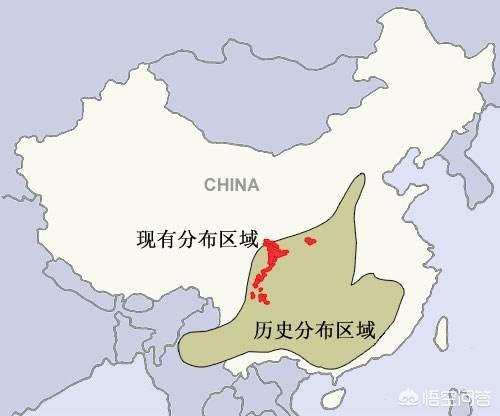 四川大熊猫栖息地:为什么国宝大熊猫只来自中国四川？
