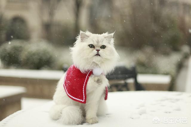 猫咪绝育:你们家没做绝育的猫过的怎么样？