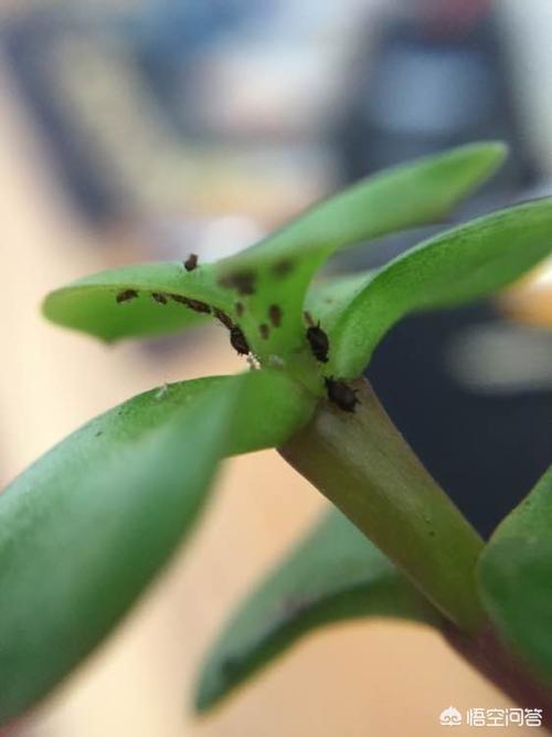 头条问答 - 多肉浇水浸盆能把小黑飞浸除吗?(8个回答)