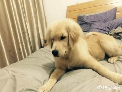 女犬交俱乐部:萌犬俱乐部 爱人刚刚检查出怀孕，家里养狗了怎么办？