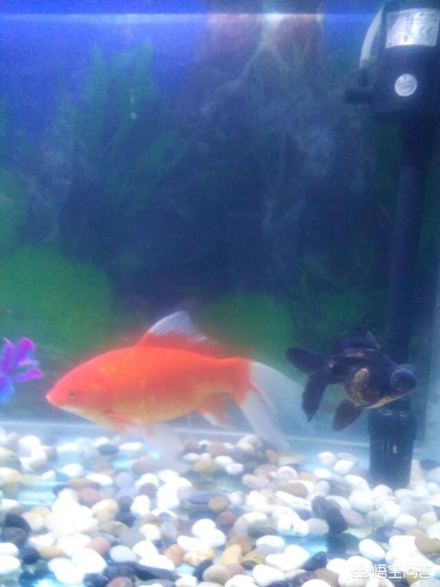 头条问答 家养淡水金鱼用喂食吗 7个回答