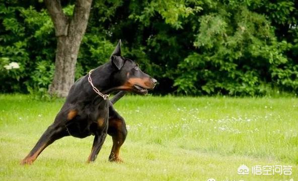 杜宾狗图像:2018年杜宾犬幼犬大概多少钱？有哪些购买渠道？ 杜宾犬图片