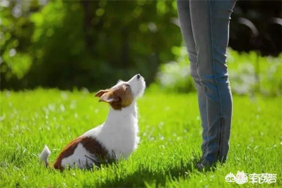 出售纯种泰皇脊背犬:2021年泰皇脊背犬出售 一些流浪狗携带狂犬病毒，无人收留应该怎么办？