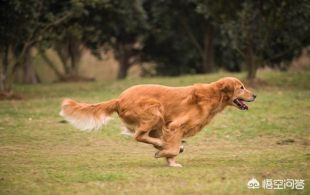 金毛体臭么:想养一只大型犬，金毛和牧羊犬哪个好一点？