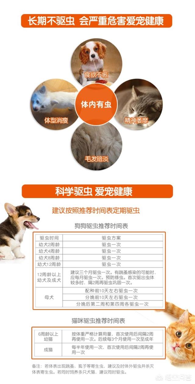 如何养狗狗:养狗需要注意哪些事项？养狗麻烦吗？ 如何养好狗狗