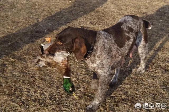 波音达猎犬打猎视频:波音达和蓝斑猎犬是一个品种吗？ 波音达猎犬咬口视频