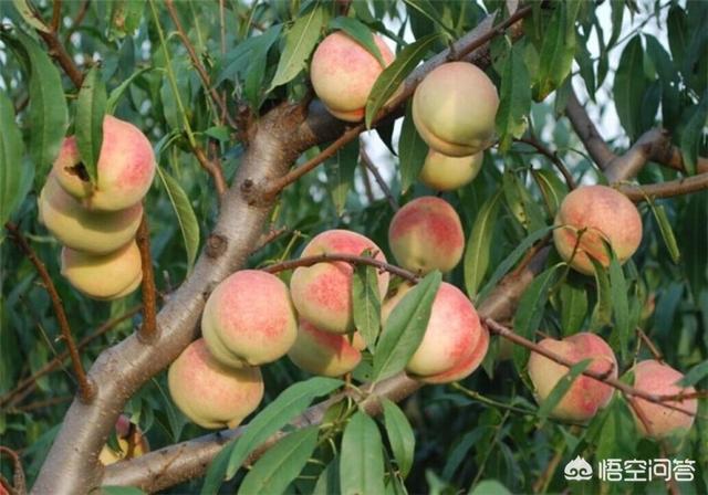 头条问答 自家院子里能不能种桃树呢 93个回答