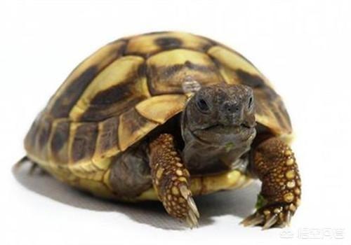 赫曼陆龟:上班族想养聪明、漂亮又长寿的陆龟，有推荐的吗？