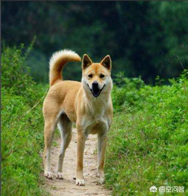 法国波尔多犬好训吗:法国波尔多犬斗犬 哪些品种狗狗养起来比较难？