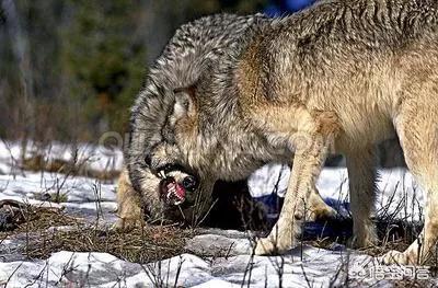 藏獒和狼打架图:藏獒和狼打架直接咬死的视频 五只藏獒打得过一只北美灰狼吗？