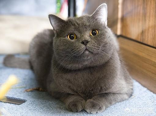 品种猫:品种猫到底是什么意思？有哪些猫是品种猫？