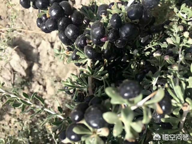 塔里木盆地在哪里,塔里木盆地绿洲分布的位置？