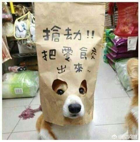 柯基犬怎么训练拉屎:养狗新手，上班族住楼房，想养只柯基，好训练吗？会扰民吗？