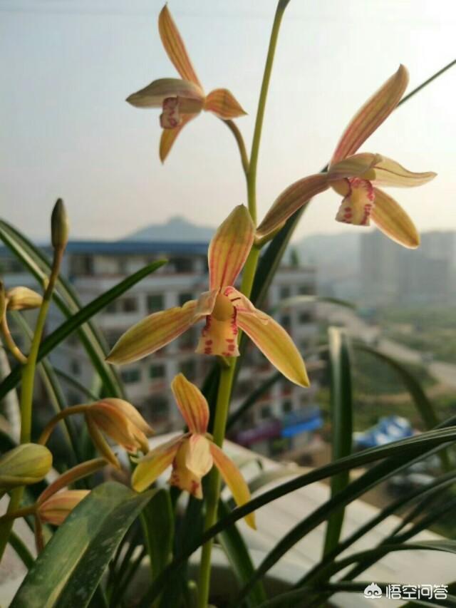 金弹子介壳虫怎么治:无公害养兰小窍门，这样养兰花既省钱又环保，你知道哪一些？