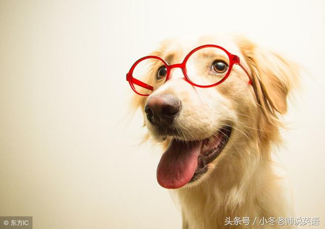 dog音标,dog在英语里是什么意思？