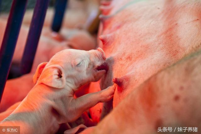 头条问答 - 母猪产仔时有一部分是小孩拳头大的干胎是怎么回事?