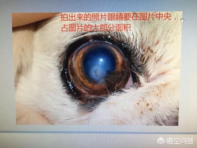 贵宾狗睾丸炎的治疗:贵宾犬眼睛炎症反反复复怎么治疗呢？