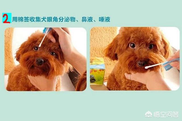 犬瘟病毒怕高温吗:狗狗最大的敌人“犬瘟热”，如何预防犬瘟热？ 犬瘟病毒怕酒精吗