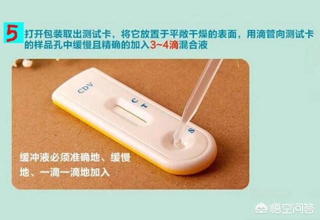 预防犬瘟热中药:狗狗得了细小犬瘟热很多中成药可以治，为什么还要去医院打针？