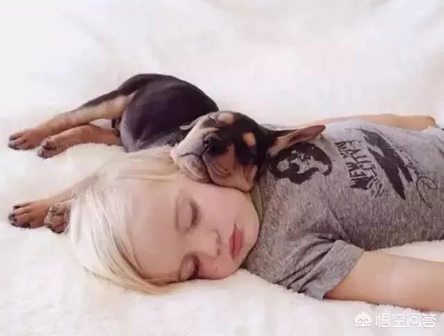 狗狗卖娃:如何评价地下宠物场病狗当名犬卖？ 狗狗买衣服买酒