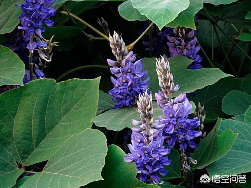 头条问答 葛花能解酒吗 葛根有哪些功效 12个回答