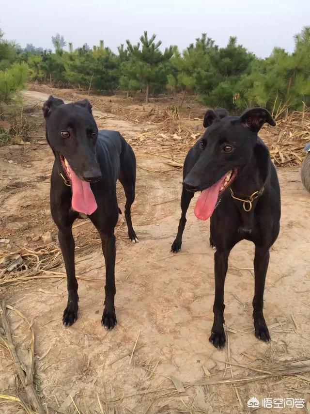 格力灵缇狗:格力犬的后腿肌肉怎么练？ 格力灵缇狗猎獾图片