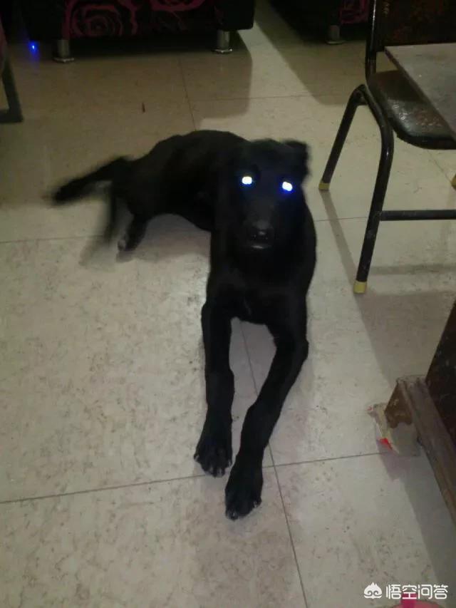 格力灵缇狗:格力犬的后腿肌肉怎么练？ 格力灵缇狗猎獾图片
