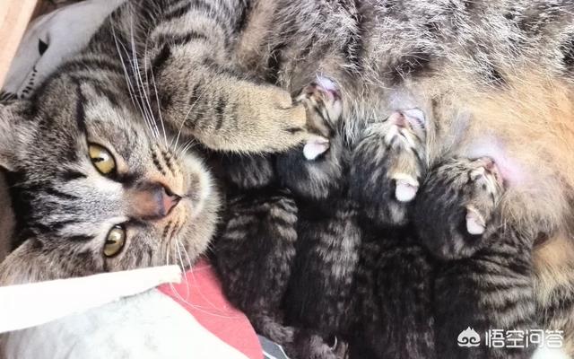 小猫咪视频:我喜欢猫，拍视频没素材，养只猫来做宠物类的自媒体怎么样？