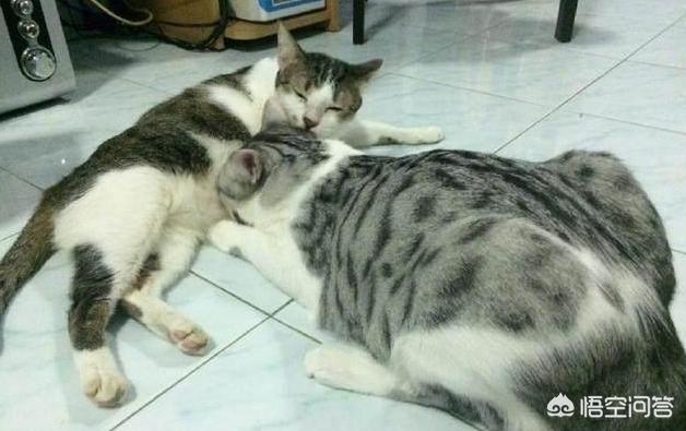 小猫咪视频:我喜欢猫，拍视频没素材，养只猫来做宠物类的自媒体怎么样？