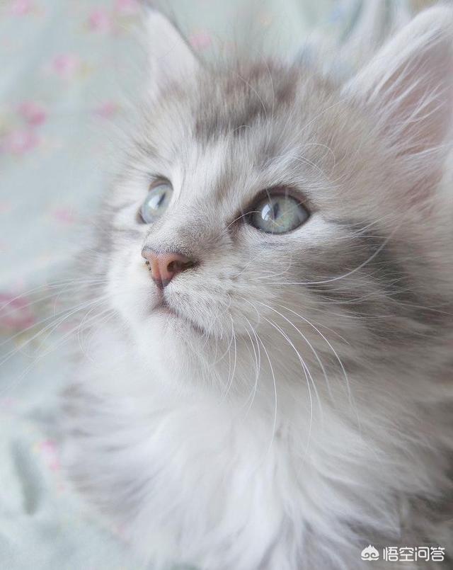 隔着衣服被猫抓伤出血要打针吗:隔着衣服被猫抓伤出血要打针吗猫咖 被猫抓出血了，打不打疫苗？