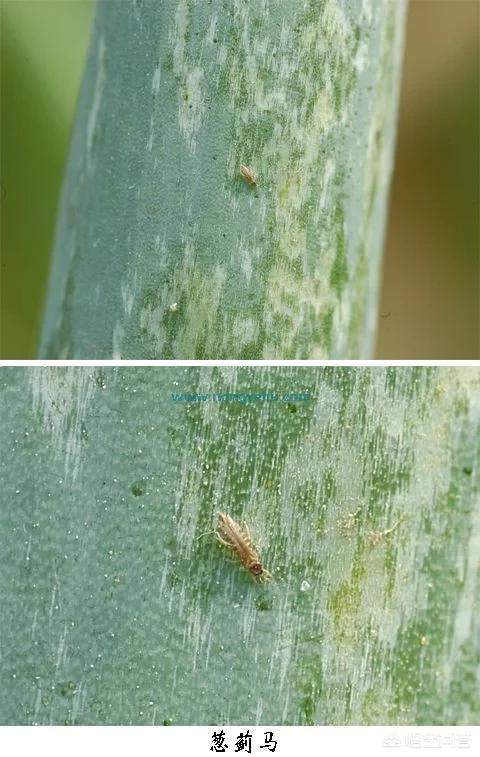 蓟马很难办!请问防治葱蓟马可选用哪些农药?-图8