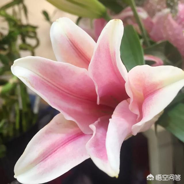 求推荐早安问候语？