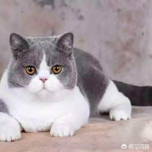 品种猫:品种猫到底是什么意思？有哪些猫是品种猫？