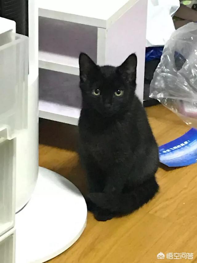流浪狗和流浪猫评书:大雨时，马路上积水成河，流浪的猫和狗是怎么生存下去的？