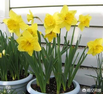 头条问答 求助一下盆栽洋水仙花如何养殖 谁清楚 3个回答