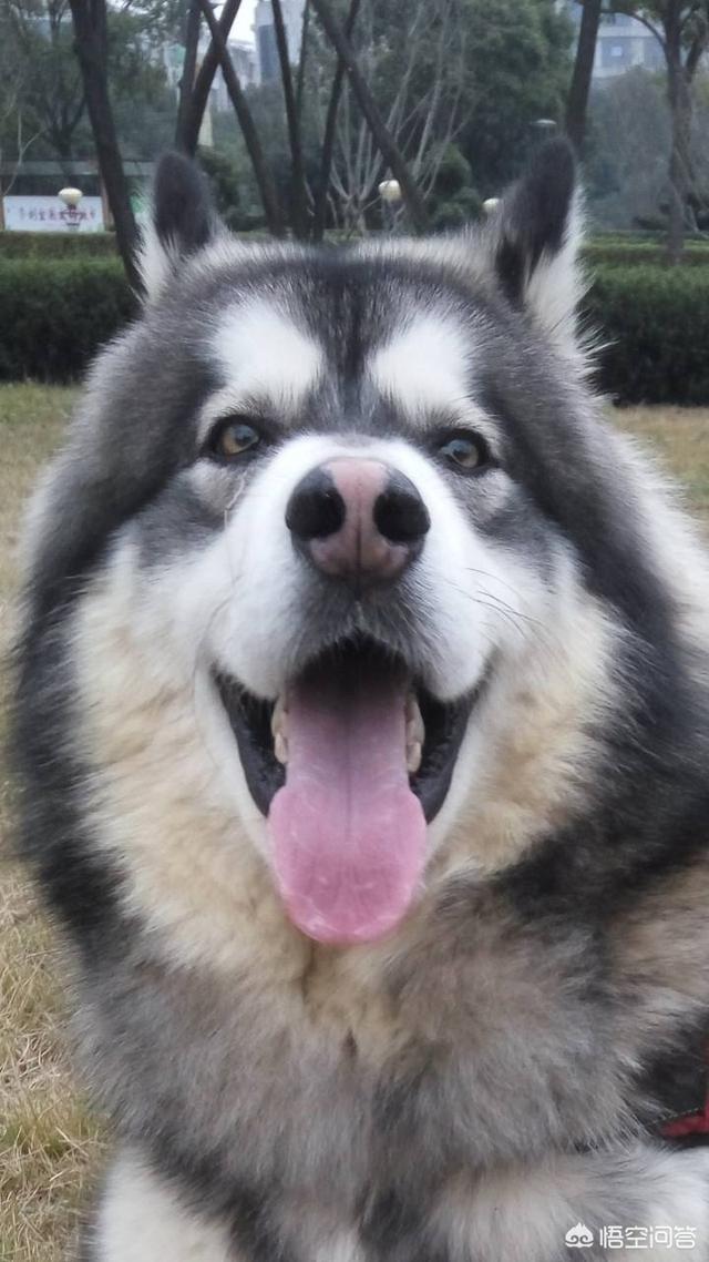 宠物地带美卡犬:阿拉斯加犬好养吗？幼犬大概多少钱一只？