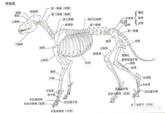 直立行走的狗 腾讯:如何看待网络视频中让狗直立行走的行为？