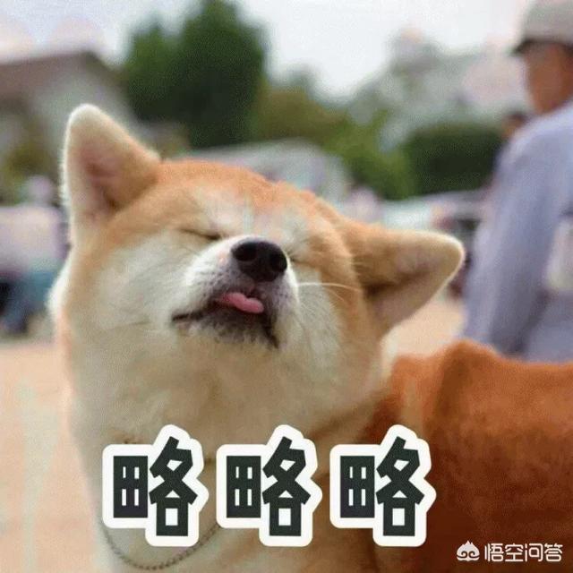 法牛犬:法牛犬图片 法牛犬听话吗，好不好养的？