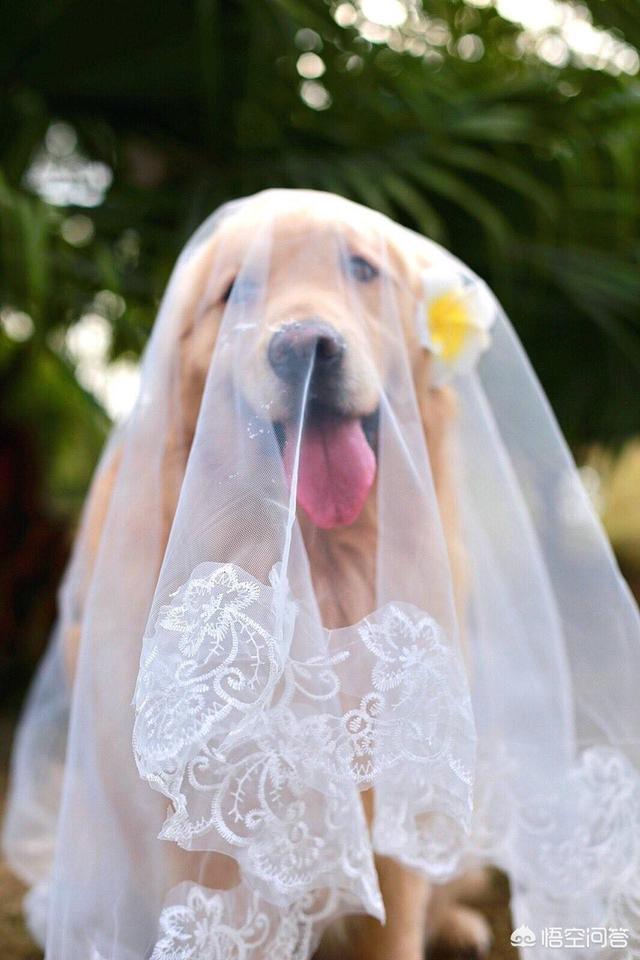 苏缘金毛犬舍:一只金毛大概多少钱，该如何挑选？