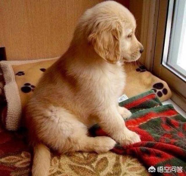 苏缘金毛犬舍:一只金毛大概多少钱，该如何挑选？