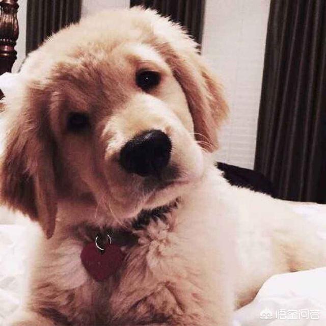 苏缘金毛犬舍:一只金毛大概多少钱，该如何挑选？