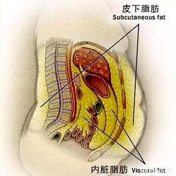 去健身房主要是想瘦肚子，应该怎么锻炼呢？