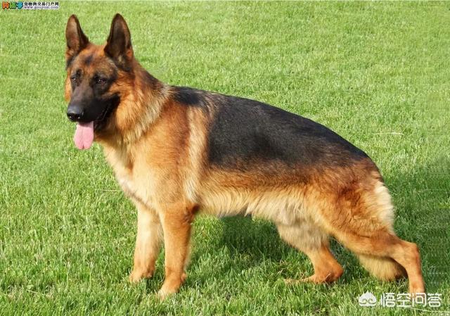 长毛德国牧羊犬:昆明犬与德国牧羊犬有什么区别？