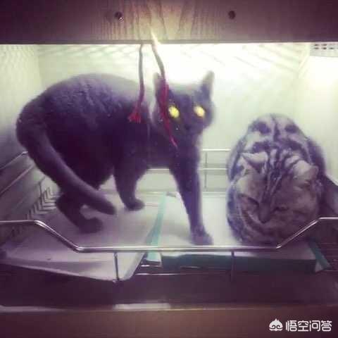 新手养猫注意事项两个月:2个半月的猫可以洗澡吗？