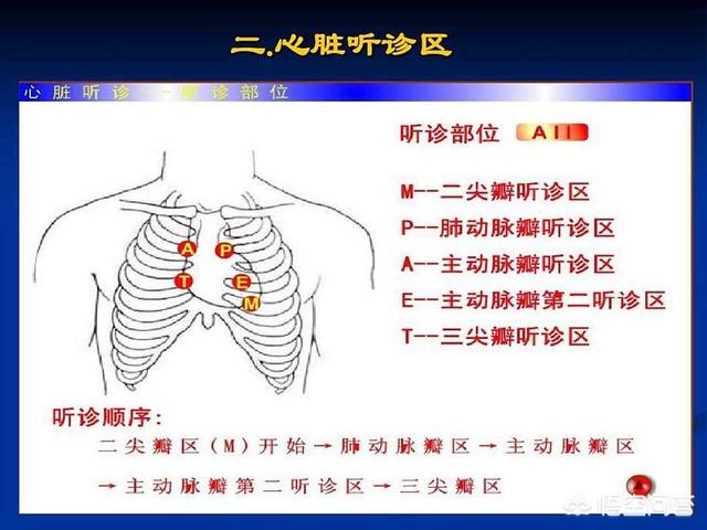 肺听诊部位示意图图片