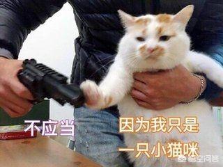 地带短脚猫:世界上最好看的猫是什么猫？