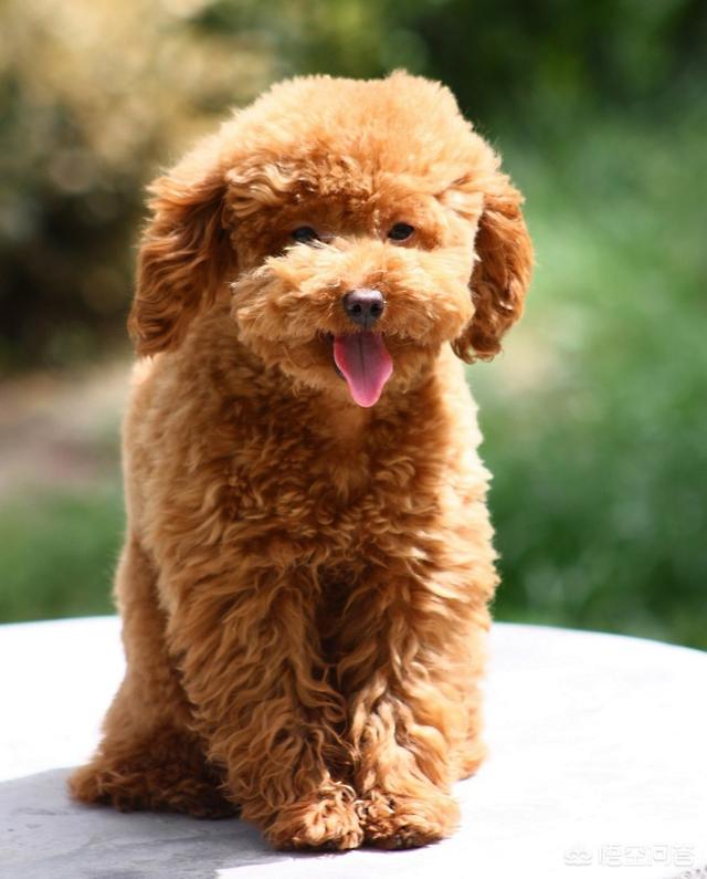 头条问答 - 泰迪狗狗几个月可以给它修毛?(13个回答)