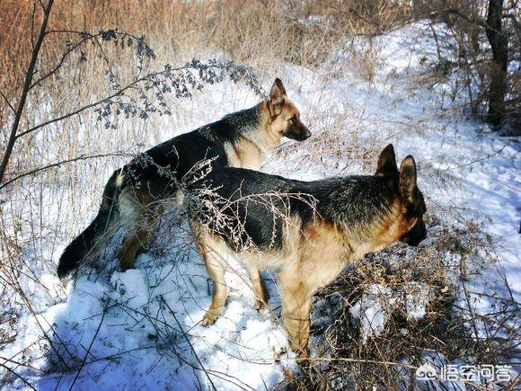 双鸭山牧羊犬在线:养一只德牧是一种什么样的体验？