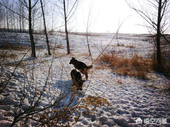 双鸭山牧羊犬在线:养一只德牧是一种什么样的体验？